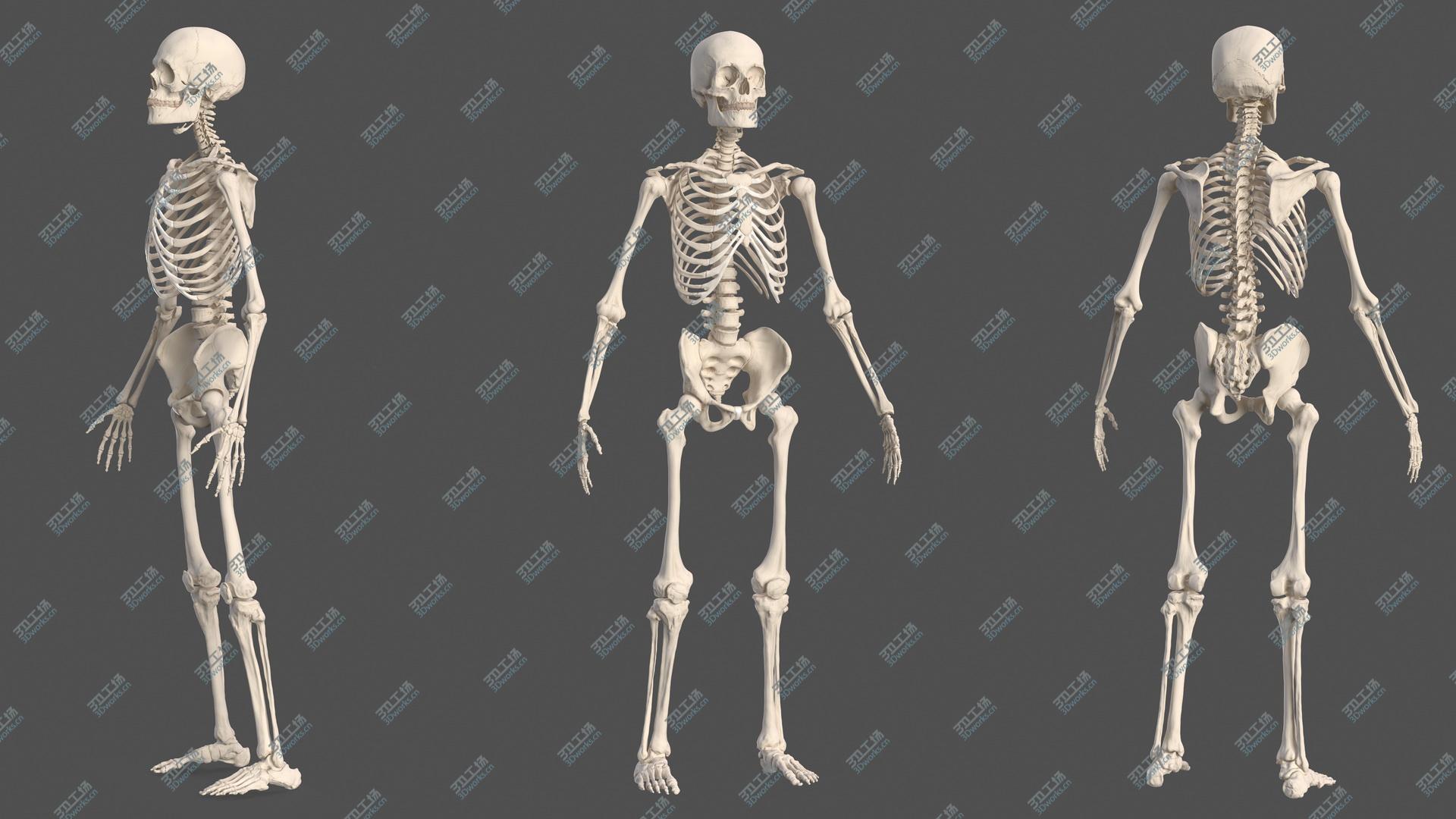 images/goods_img/202104022/Male Skeleton Full Body 3D/2.jpg